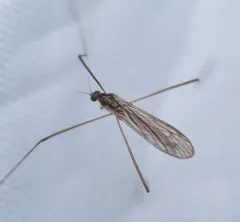 Pilaria quadrata thumbnail 1