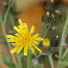 common hawkweed thumbnail 2