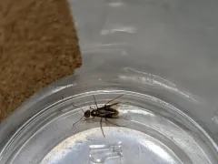 Lasius vestitus thumbnail 1