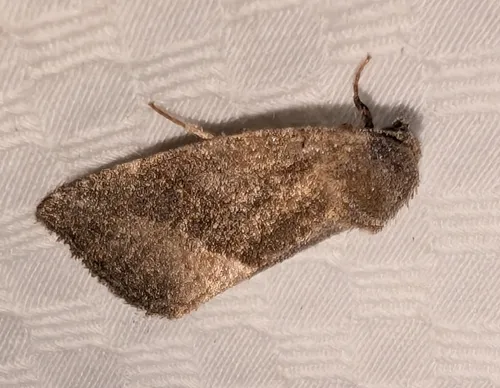 Frothy Moth