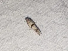 Sunflower Bud Moth thumbnail 2
