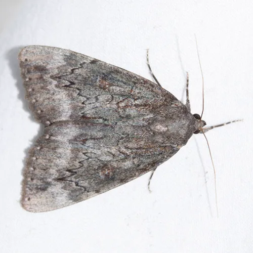 Residua Underwing