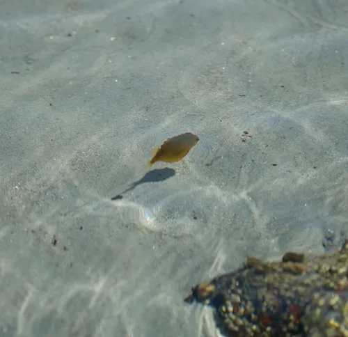 Lumpfish