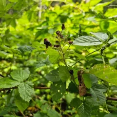Yankee Blackberry thumbnail 4