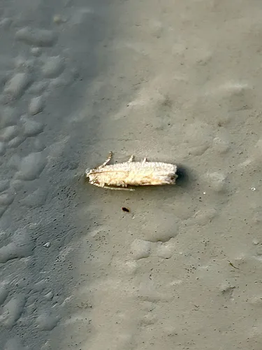 Abrupt Epiblema Moth