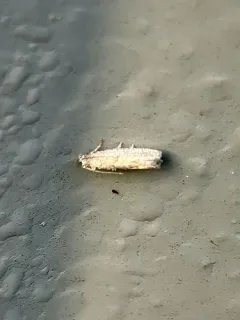 Abrupt Epiblema Moth thumbnail 1