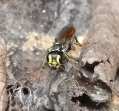 Mellinus abdominalis thumbnail 2