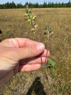 Cut-leaved Germander thumbnail 4