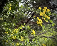 French broom thumbnail 4