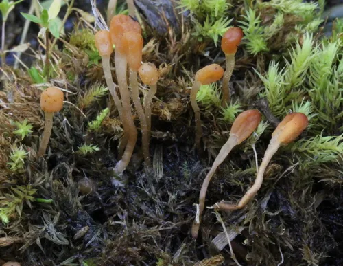 Bryoglossum gracile