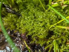Threeranked humpmoss thumbnail 2