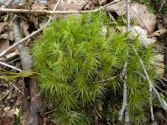 Greater Fork-moss thumbnail 2