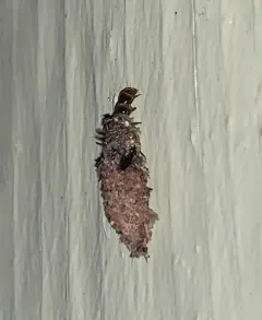 Siederia walshella thumbnail 1