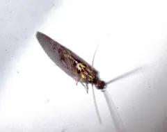 Sympherobius occidentalis thumbnail 2