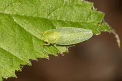 Gyponana procera thumbnail 2