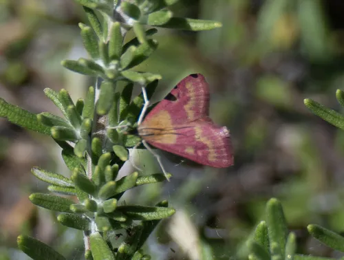 Southern Purple Mint Moth