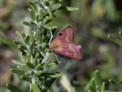 Southern Purple Mint Moth thumbnail 1