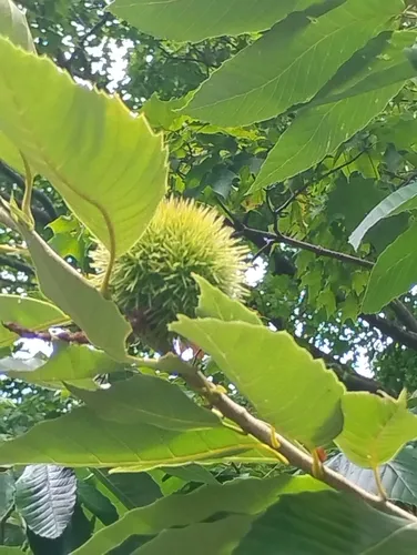 Chinese chestnut