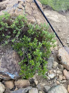 Green-scaled Willow thumbnail 3