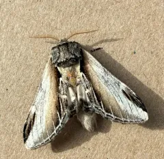 Pheosia californica thumbnail 2