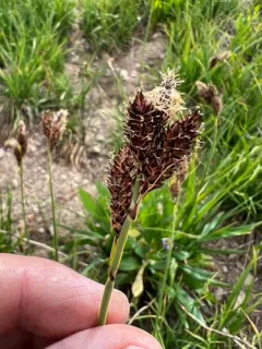 Payson's sedge thumbnail 1