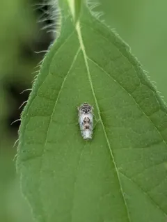 Mesamia nigridorsum thumbnail 2