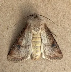 Euxoa bochus thumbnail 3
