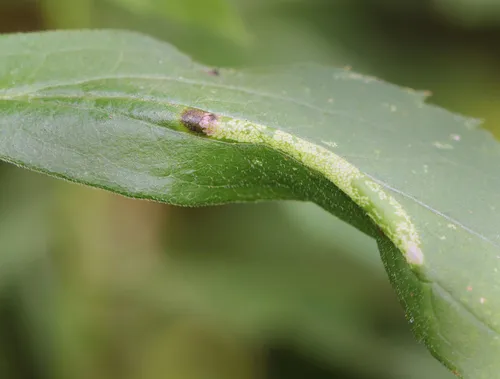 Goldenrod Leafminer
