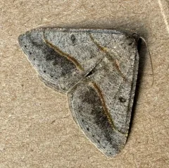 Dark-bordered Granite thumbnail 2