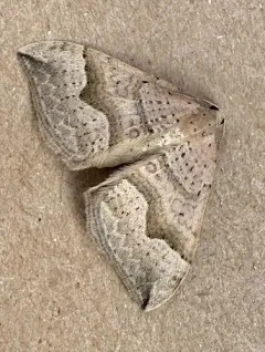 Zenophleps lignicolorata thumbnail 3