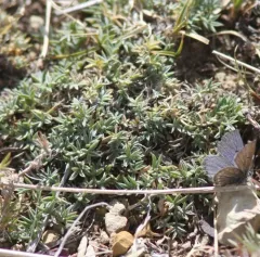 Spiny Milkvetch thumbnail 3