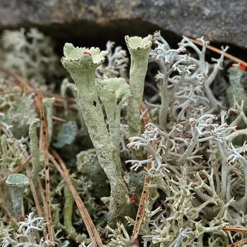 Greater Sulphur-cup Lichen