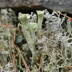 Greater Sulphur-cup Lichen thumbnail 1