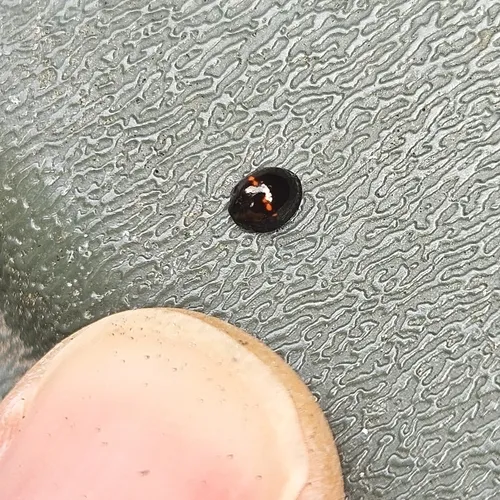 Heather Ladybird