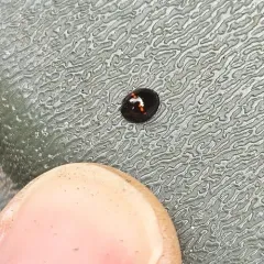 Heather Ladybird thumbnail 1