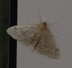 Quebec Anania Moth thumbnail 2