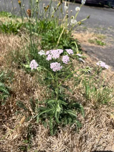 Pink Rose Yarrow