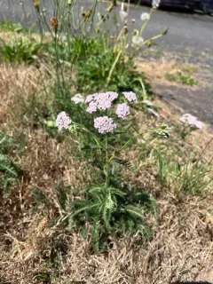 Pink Rose Yarrow thumbnail 1