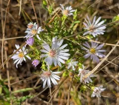 Hall's Aster thumbnail 1