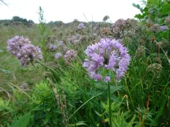 Aging chive thumbnail 1