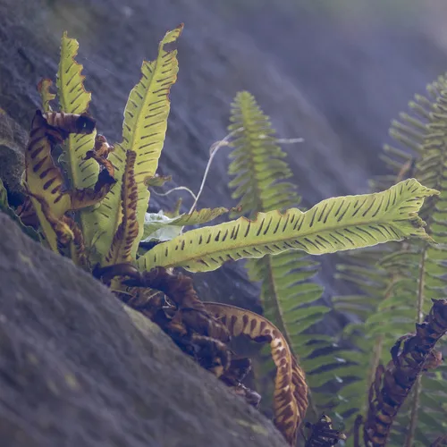 Hart's-tongue fern
