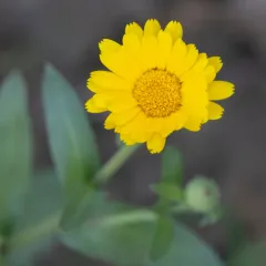 field marigold thumbnail 2