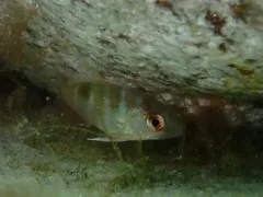Northern Red Snapper thumbnail 1