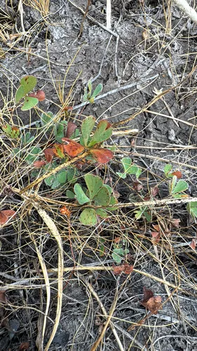 Pacific Waterclover