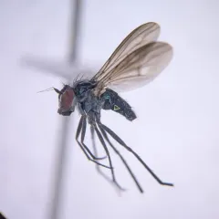 Rhaphium melampus thumbnail 2
