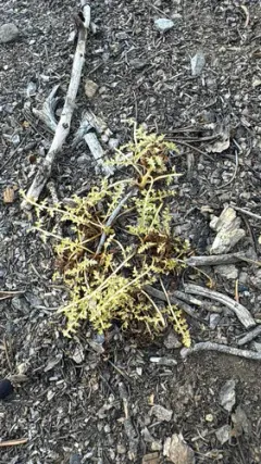 pinewoods lousewort thumbnail 1
