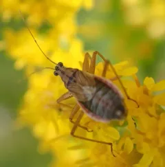 Broad Damsel Bug thumbnail 1