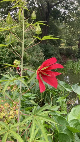 Scarlet Rosemallow