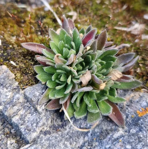 Arctic Whitlowgrass