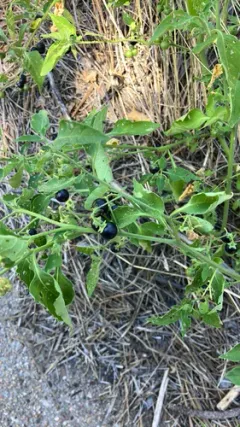 inland nightshade thumbnail 2